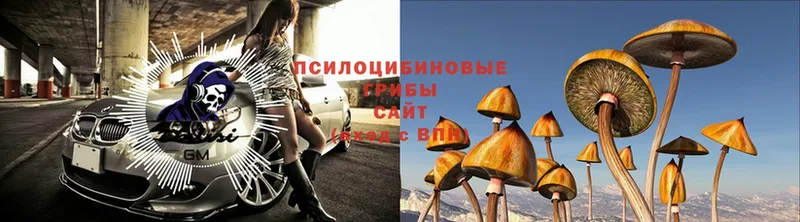 Галлюциногенные грибы MAGIC MUSHROOMS  Почеп 